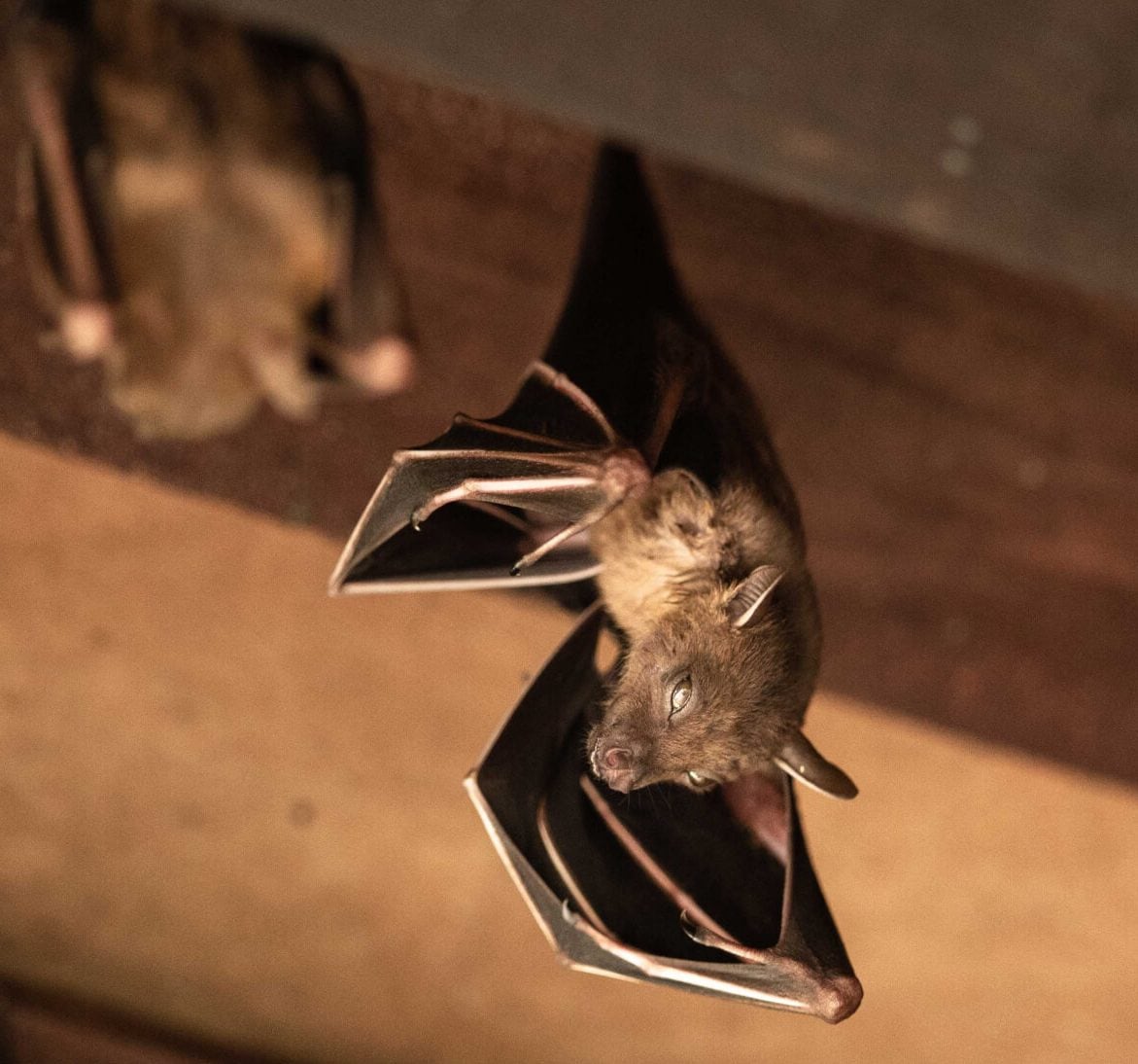 Wildlife-Bats in Virginia Beach